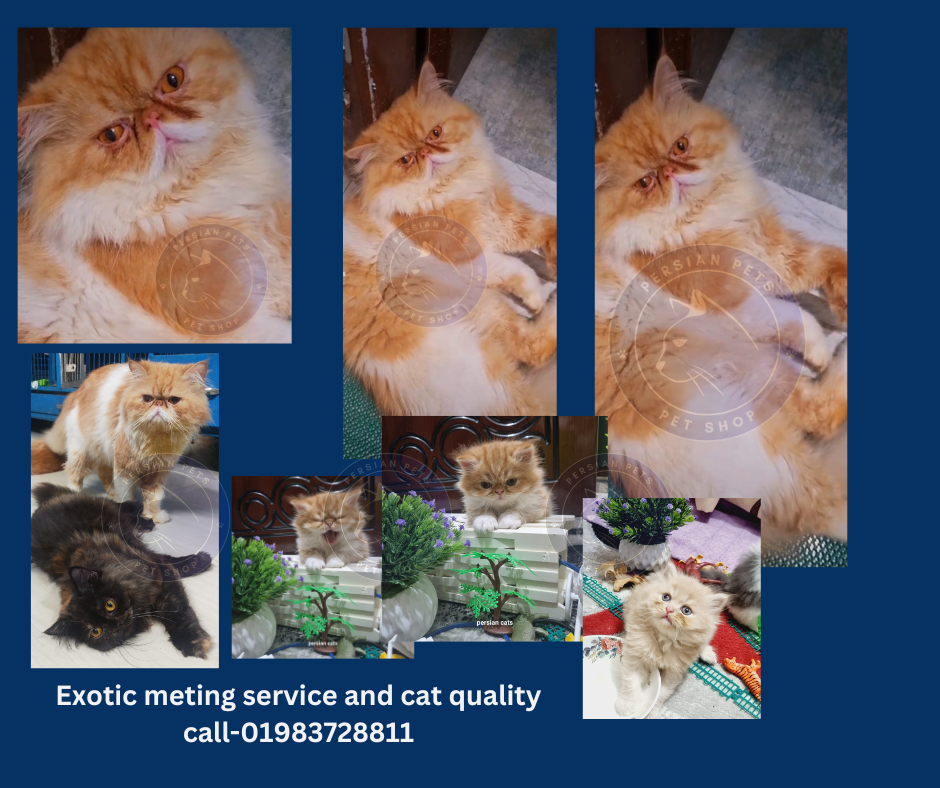 Exotic cat  only for meting service