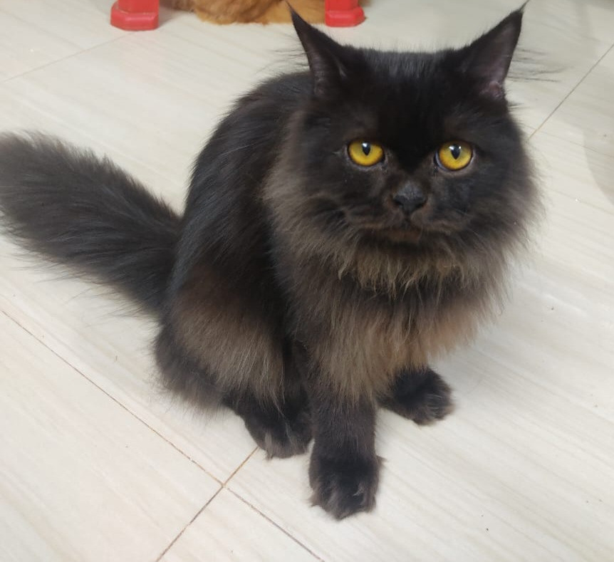 Persian black male Adults for sale