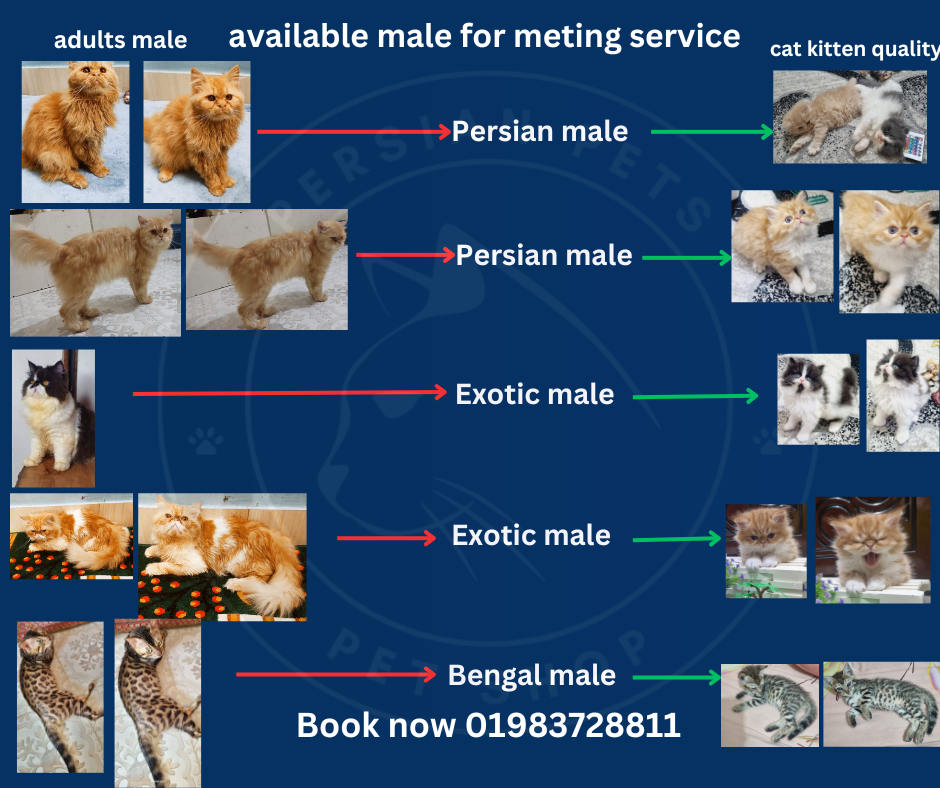 Ginger Persian only for meting service