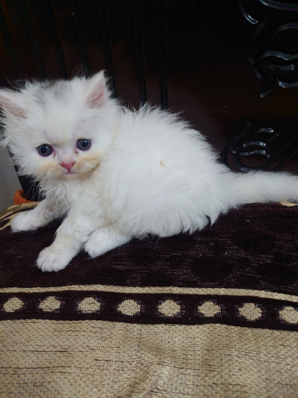 Persian Breed