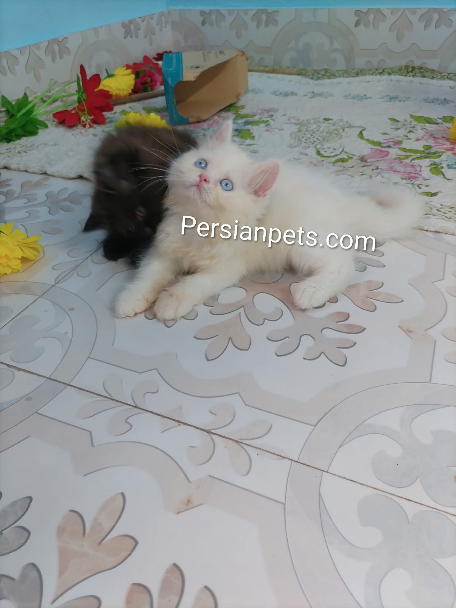 Bule eye Female Persian Kitten