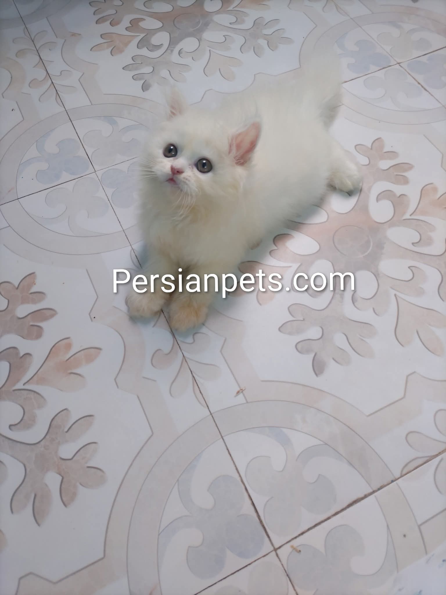 Persian Male cat kitten