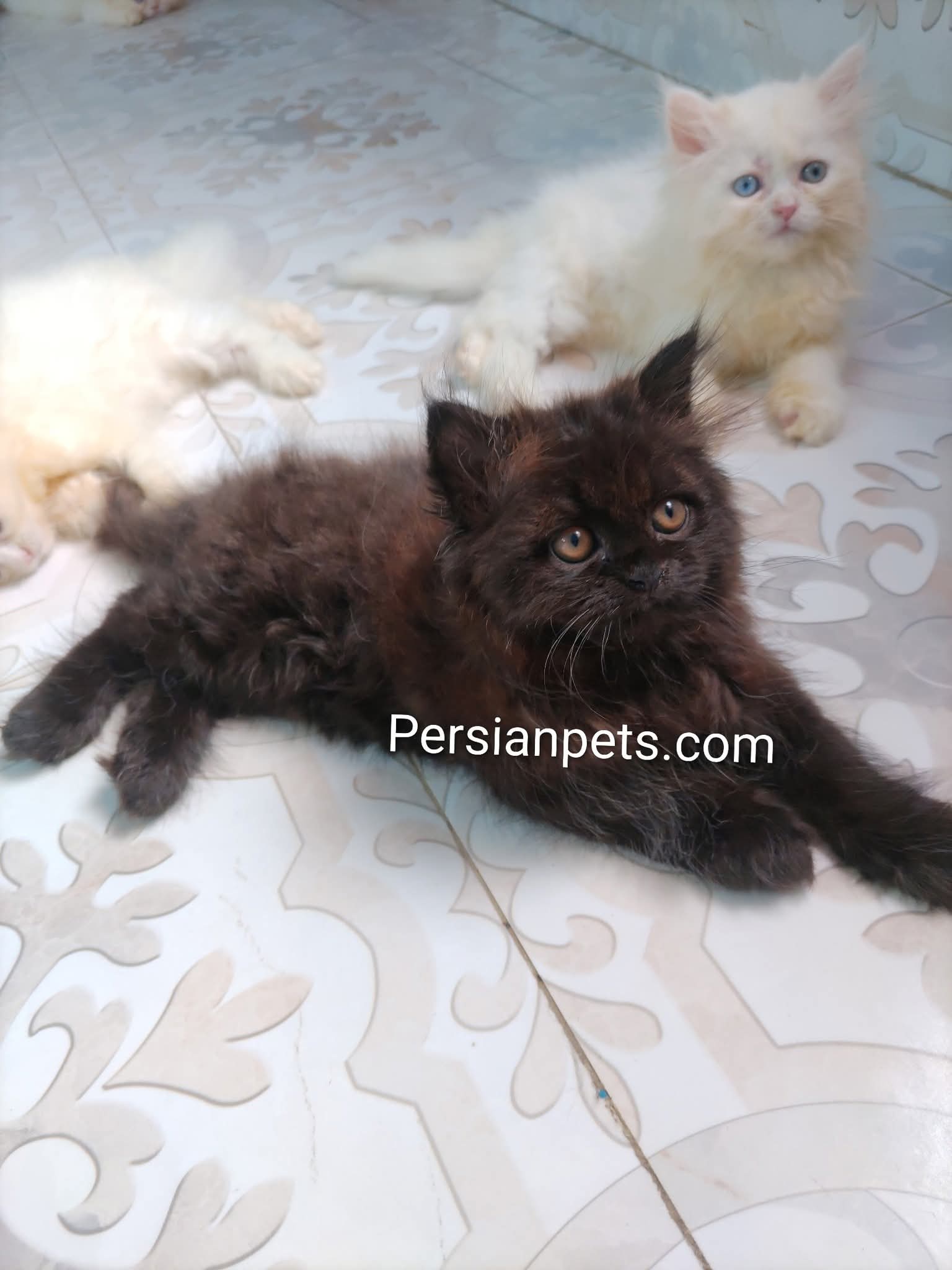 Persian FeMale cat kitten