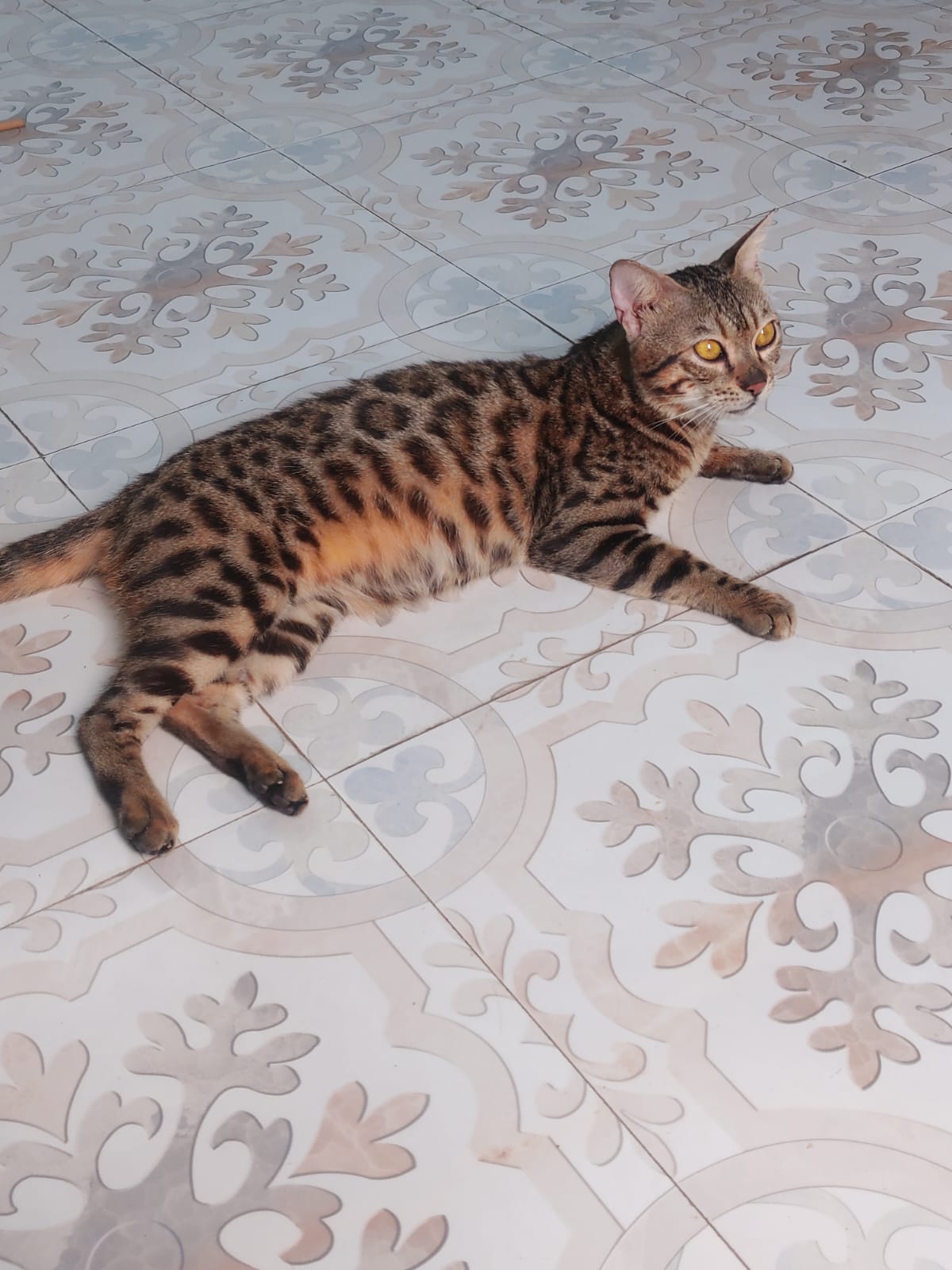 Bengal Male Cat Adult
