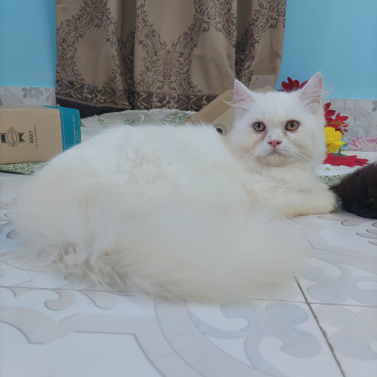 Persian FeMale Adult